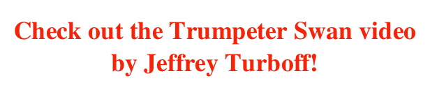 Check out the Trumpeter Swan video by Jeffrey Turboff!